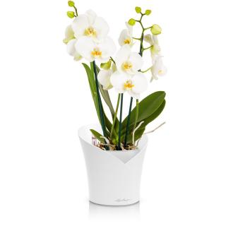 Lechuza Orchidea Barva: Bílá