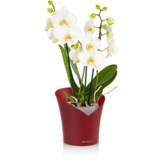 Lechuza Orchidea Barva: Šarlatově červená