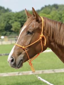 Provazová ohlávka BUSSE Smooth, full a pony-cob Barva: Oranžová pony-cob