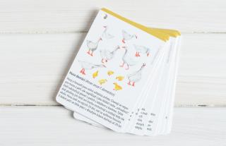 Domácí zvířátka - 10 kartiček Sada kartiček: bez kroužku