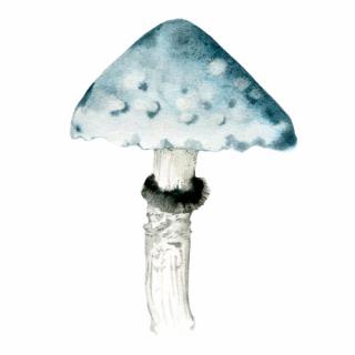 Magnetky na houby Houby: Límcovka (ta modrá)