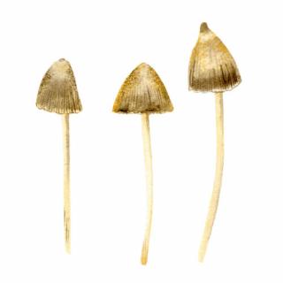 Magnetky na houby Houby: Lysohlávky