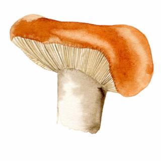 Magnetky na houby Houby: Ryzec