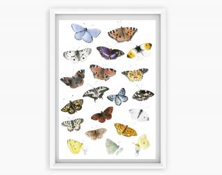 Obrázek Denní motýli Velikost tisku: A3 (298x420 mm)