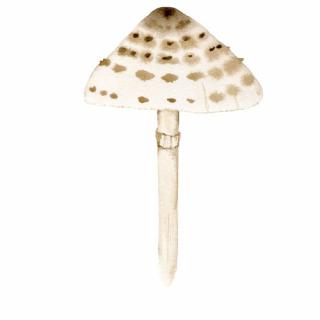 Placky na houby Houby: Bedla