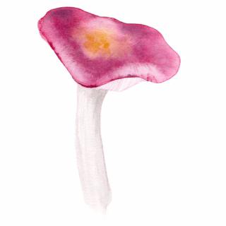 Placky na houby Houby: Holubinka