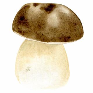 Placky na houby Houby: Hřib