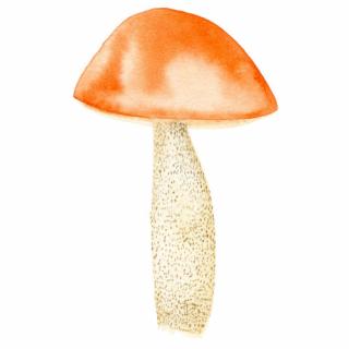 Placky na houby Houby: Křemenáč