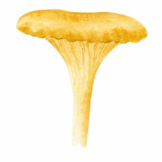 Placky na houby Houby: Liška