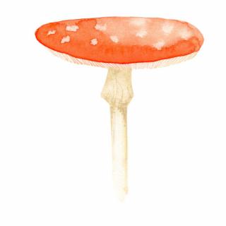 Placky na houby Houby: Muchomůrka