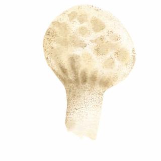 Placky na houby Houby: Pýchavka