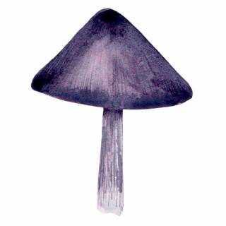 Placky na houby Houby: Závojenka (ta fialová)