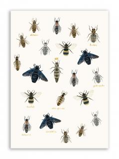 Pohlednice Včelí druhy