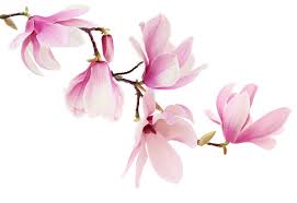 LAGUNA MOON esenciální oleje / různé druhy Vůně: magnolie