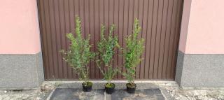 Ptačí zob vejčitolistý 100-120 cm "Ligustrum ovalifolium"