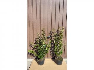 Ptačí zob vejčitolistý 80-100 cm "Ligustrum ovalifolium"