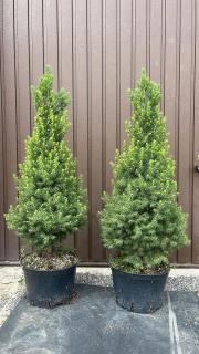 Smrk sivý  Conica  60-80 cm - Picea glauca  Conica