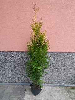 Thuje Brabant AUREA rychlerostoucí (zlatá) 100-120 cm