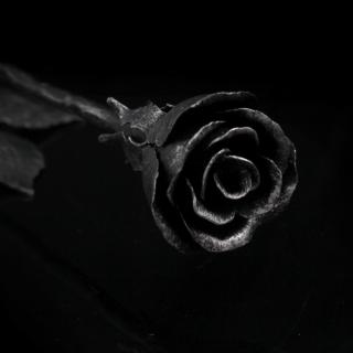 růžička černostříbrná