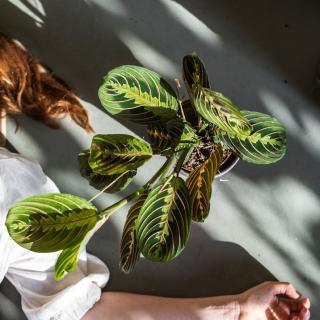 Maranta leuconeura