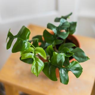 Monstera Minima