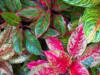 Aglaonema 'Red Zircon'