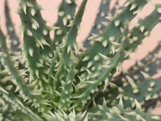 Aloe humilis 'Mara'