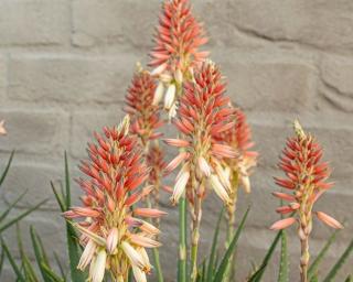 Aloe 'Safari Sunrise'