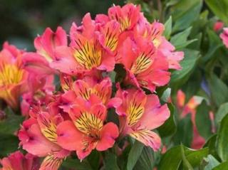 Alstromérie VALLEY GIRL® 'Tesvalgirl'