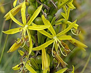 Asfodelka žlutá - Asphodeline lutea