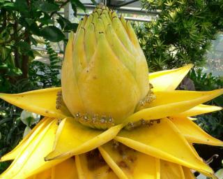 Banánovník lotosový