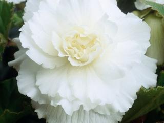 Begonie Large Flowered Double White
