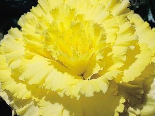 Begonie Large Flowered Double Yellow