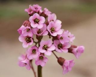 Bergénie srdčitolistá ´Oeschberg´ - Bergenia cordifolia 'Oeschberg' Balení: kontejner C2