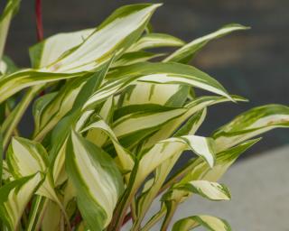 Bohyška 'Cherry Berry' - Hosta 'Cherry Berry'