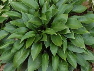 Bohyška ´Devon Green´ - Hosta ´Devon Green´