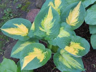 Bohyška ´Forbidden Fruit´ - Hosta ´Forbidden Fruit´