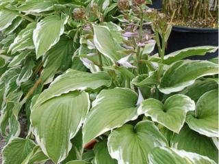 Bohyška Fortunova ´Moerheim´ - Hosta fortunei 'Moerheim'