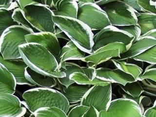 Bohyška ´Francee´ - Hosta ´Francee´