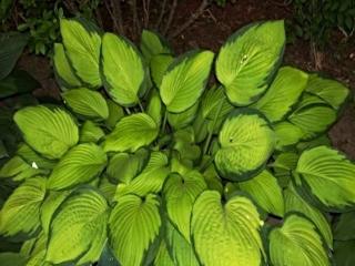 Bohyška 'Gold Standard' - Hosta 'Gold Standard'