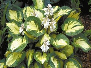 Bohyška 'Great Expectation' - Hosta 'Great Expectation' Balení: kontejner C2