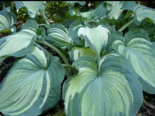 Bohyška ´Guardian Angel´ - Hosta ´Guardian Angel´