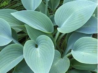 Bohyška 'Halcyon' - Hosta 'Halcyon'