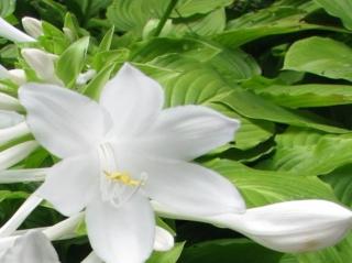 Bohyška jitrocelová 'Grandiflora' - Hosta plantaginea 'Grandiflora'