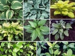 Bohyška 'Mix' - Hosta 'Mix'