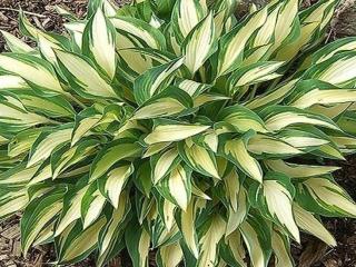 Bohyška ´Moonstruck´ - Hosta Moonstruck'