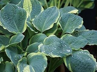 Bohyška 'Pizzazz' - Hosta 'Pizzazz'