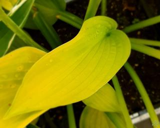 Bohyška 'Semperaurea' - Hosta sieboldiana 'Semperaurea'