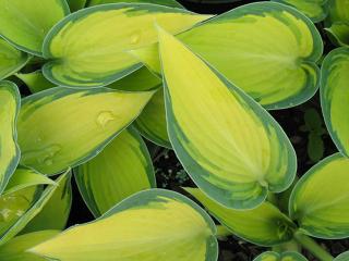 Bohyška Sieboldova ´Golden Meadows´ - Hosta Sieboldova ´Golden Meadows´