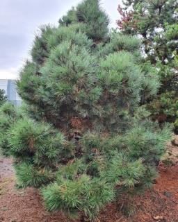 Borovice černá Balení: kontejner, výška 475cm